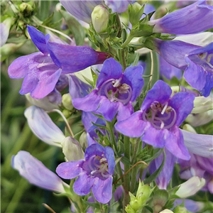 Penstemon 'Heavenly Blue'